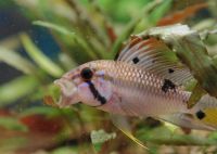 APISTOGRAMMA BARLOWI