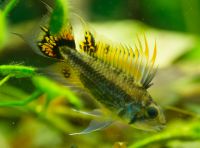 APISTOGRAMMA CACATUOIDES